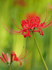 天上の花