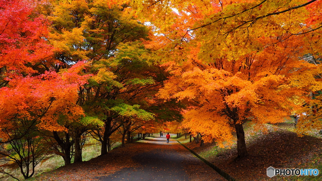 もみじ湖_2_20251112