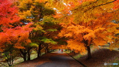 もみじ湖_2_20251112