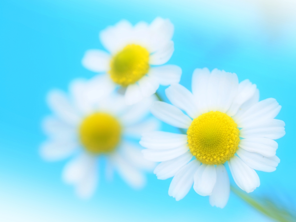 chamomile#3