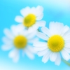 chamomile#3