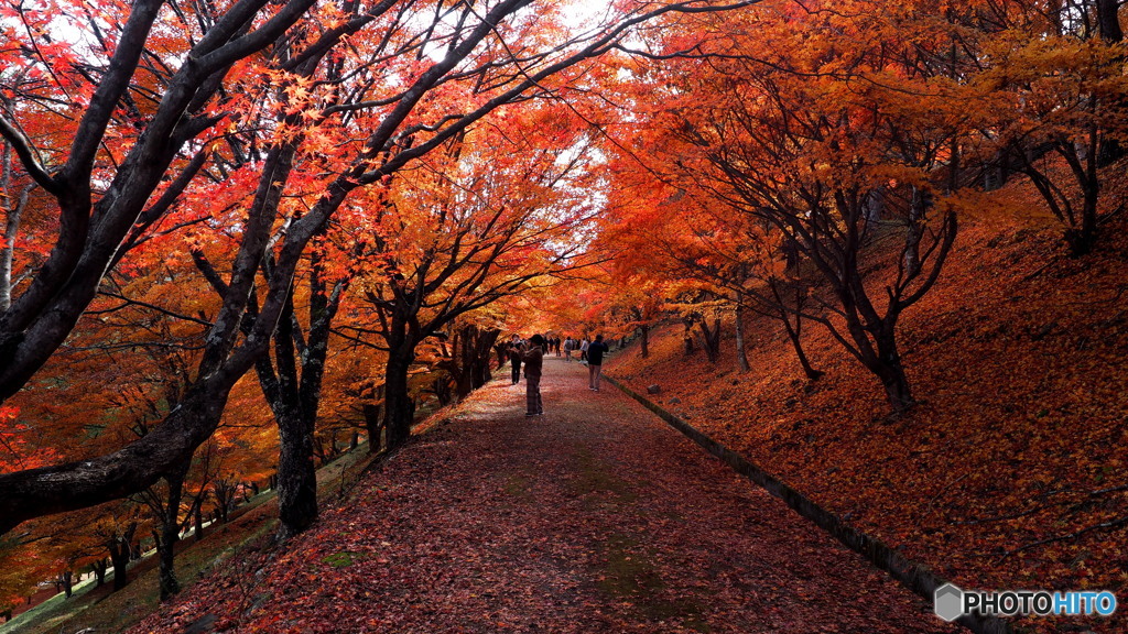もみじ湖_1_20251112