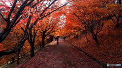 もみじ湖_1_20251112