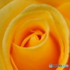 黄色い薔薇_20240524
