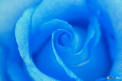 青い薔薇_20240524