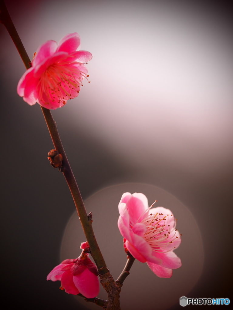 今は春べと　咲くやこの花