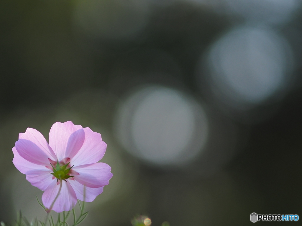 秋桜 2015 #6