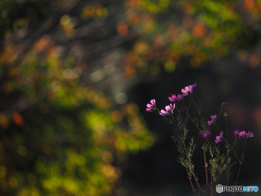 秋桜 2015 #2