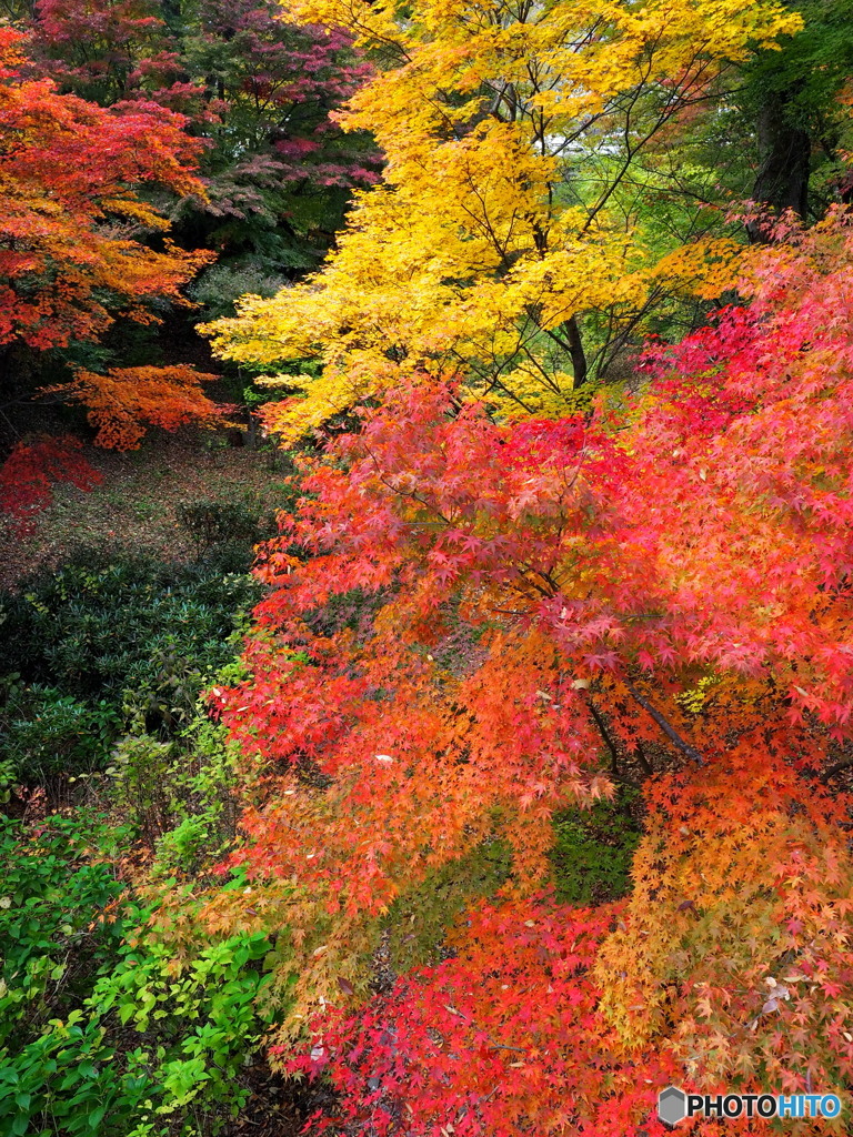 小諸城址 懐古園_2_20251113