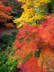 小諸城址 懐古園_2_20251113