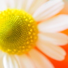 chamomile#1