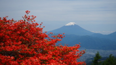 富士山・レンゲツツジ_20230526_甘利山
