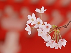 桜