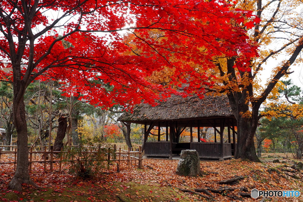 小諸城址 懐古園_4_20251113