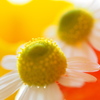 chamomile#2