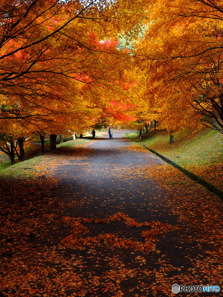 もみじ湖_3_20251112