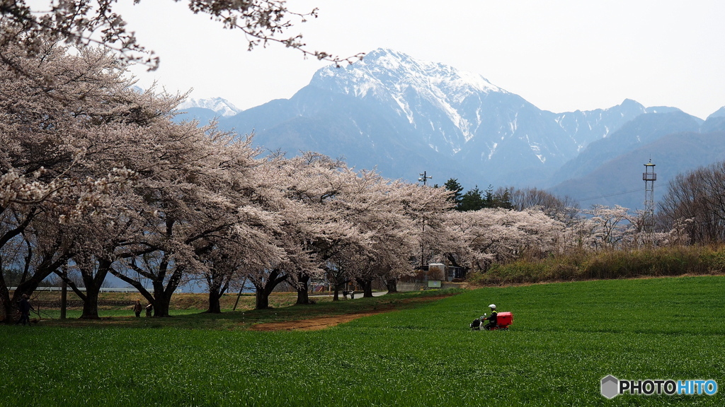 蕪の桜並木×甲斐駒ヶ岳_20240411