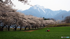 蕪の桜並木×甲斐駒ヶ岳_20240411