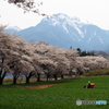 蕪の桜並木×甲斐駒ヶ岳_20240411