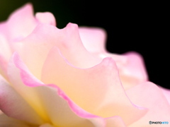 白薔薇×ピンク縁取り_20240524