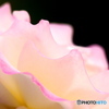 白薔薇×ピンク縁取り_20240524