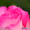 ピンクの薔薇_20240524