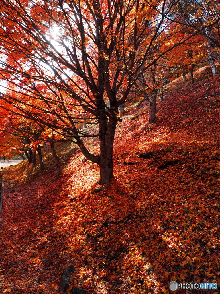 もみじ湖_5_20251112