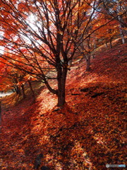 もみじ湖_5_20251112