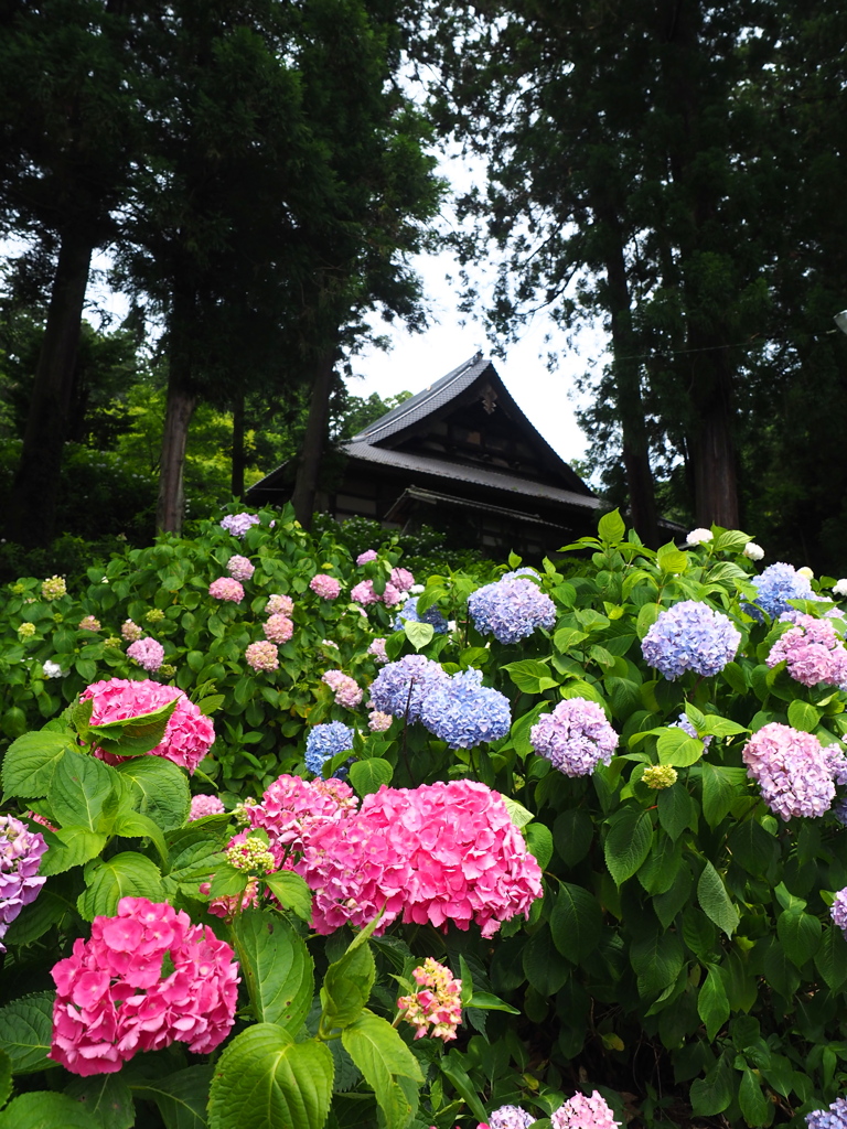 アジサイ寺 妙法寺_20230620