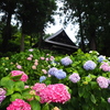 アジサイ寺 妙法寺_20230620