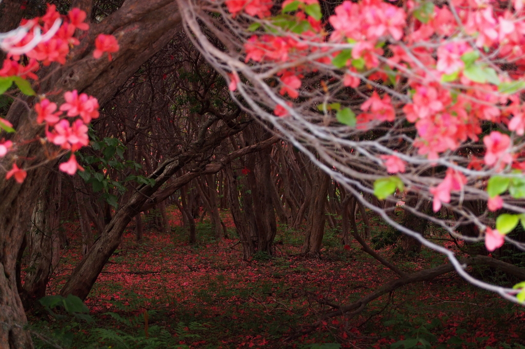 落花の園