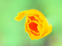咲う