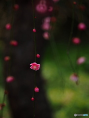 梅咲ふ