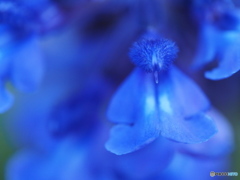blue teddy bear?