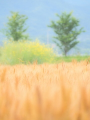 harvest