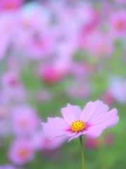 秋櫻【質】