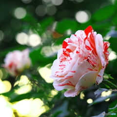 白薔薇×赤斑入り_20240524