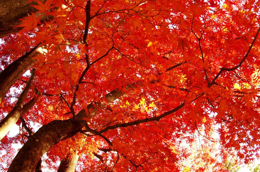 飯山の紅葉