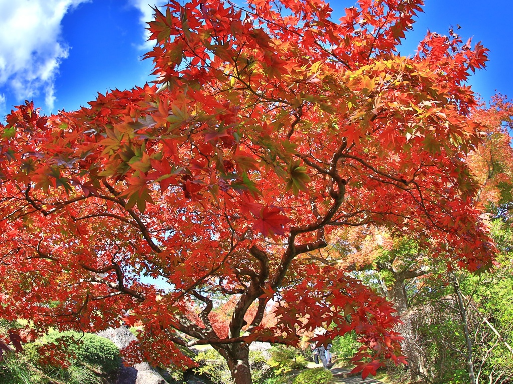 迫りくる紅