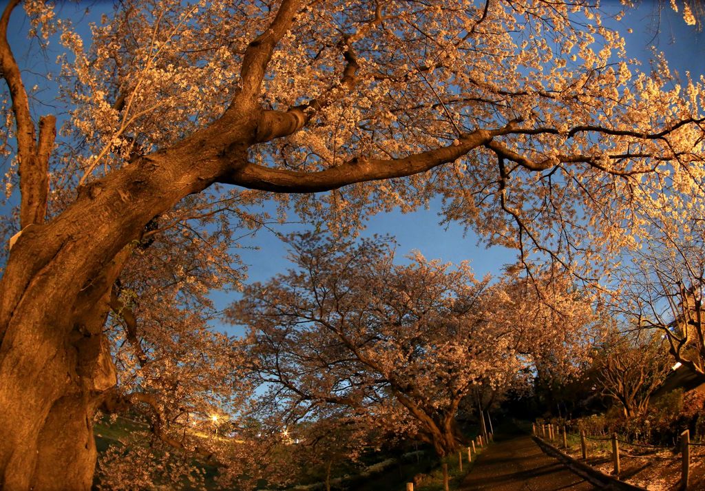 夜桜散歩。