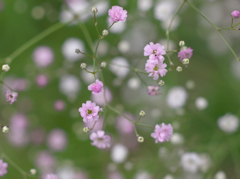 庭に咲く花