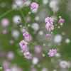庭に咲く花