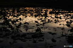ハス畑夕景 ハス畑夕景