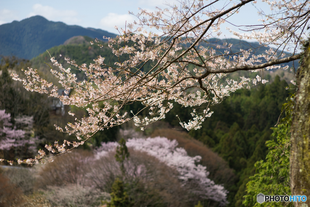 吉野の桜風景<9>