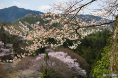 吉野の桜風景<9>