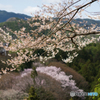 吉野の桜風景<9>