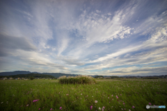 藤原宮跡のコスモス<3>