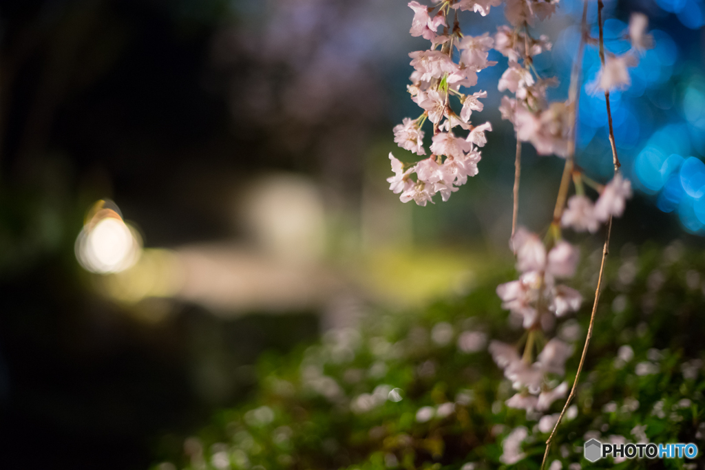 専称寺の枝垂れ桜<2>