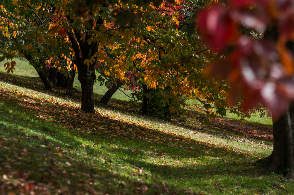 古室山古墳の紅葉<5>