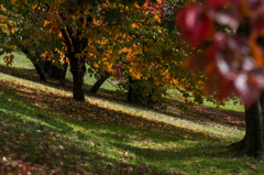 古室山古墳の紅葉<5>